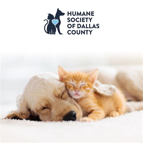 Humane Society of Dallas TX: A Comprehensive Guide to Saving Lives and Supporting Animal Welfare