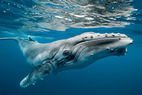 Humpback Whales