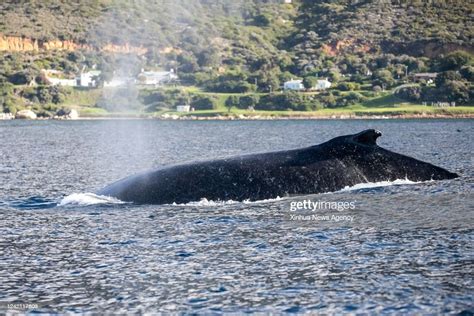 Humpback Whales in Cape Town: An Unforgettable Marine Encounter