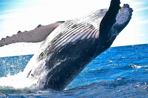 Humpback Whales of Cape Town: A Majestic Spectacle