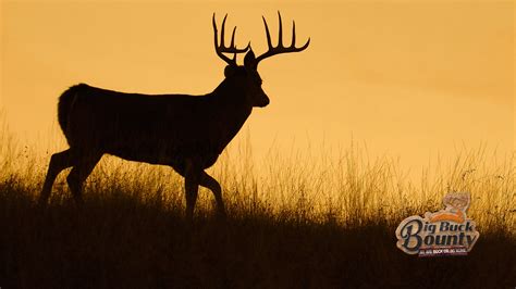 Hunt Price: A Comprehensive Guide to Optimizing Your Hunting Expenses