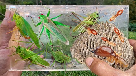 Hunting Giant Insects: