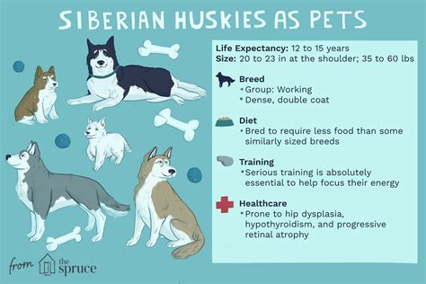 Husky Traits: