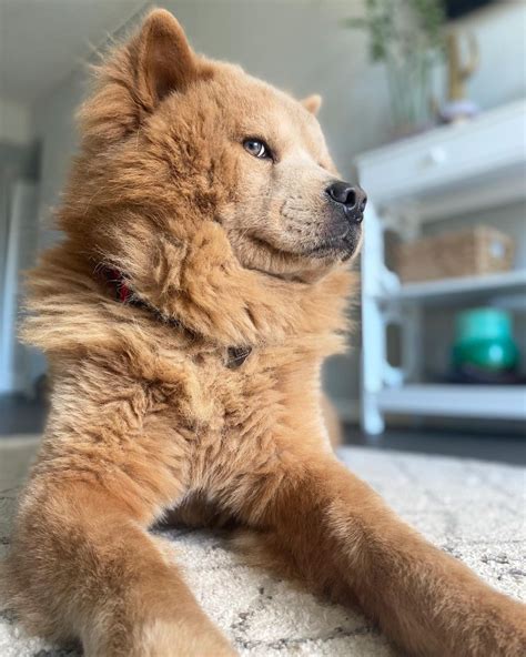 Husky and Chow Chow Mix: The Ultimate Guide to a Unique Companion