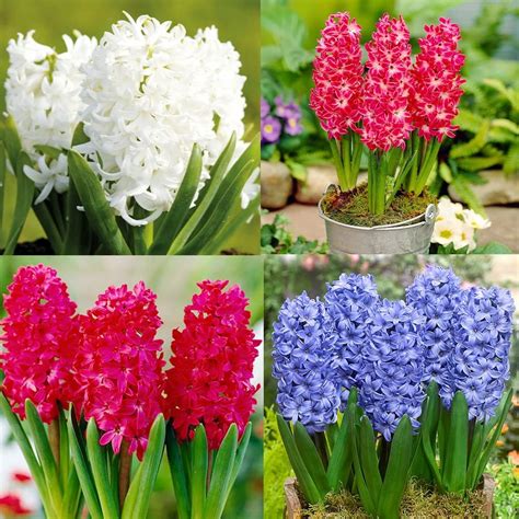 Hyacinths_request A Free Fall 2012 Catalog_sitelink