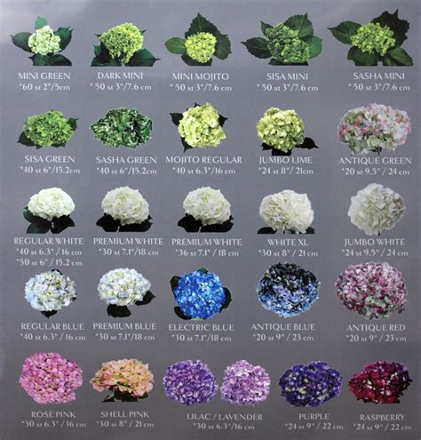 Hydrangea Colors Chart