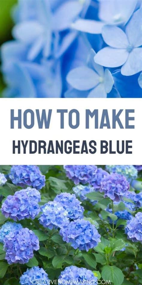 Hydrangea Fertilizer Blue: The Ultimate Guide to Achieving Stunning Azure Blooms