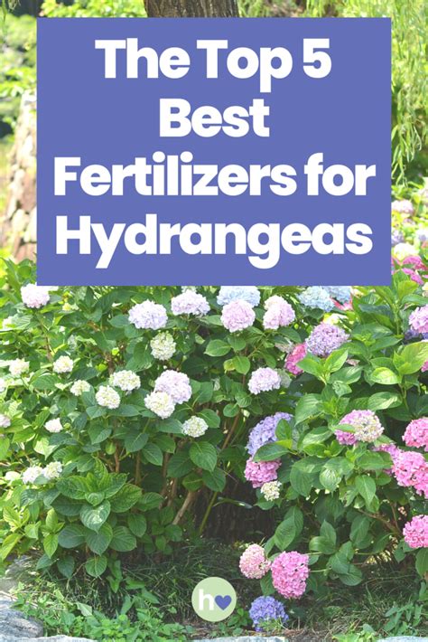 Hydrangea Fertilizer Spikes: 5 Essential Tips for Spectacular Blooms