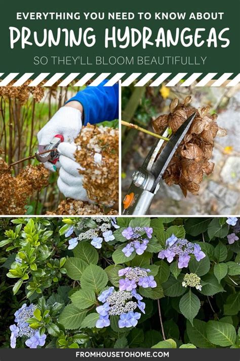 Hydrangea Fertilizer Spikes: The Ultimate Guide to Blooming Beauties