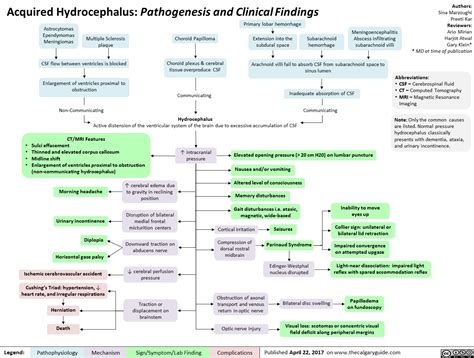 Hydrocephalus Pathogenesis and Treatment Doc