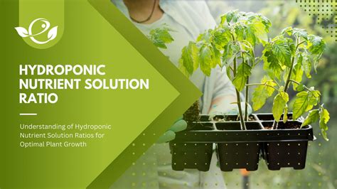 Hydroponics Fertilizer: A Comprehensive Guide to Nutrient Solutions for Optimal Plant Growth