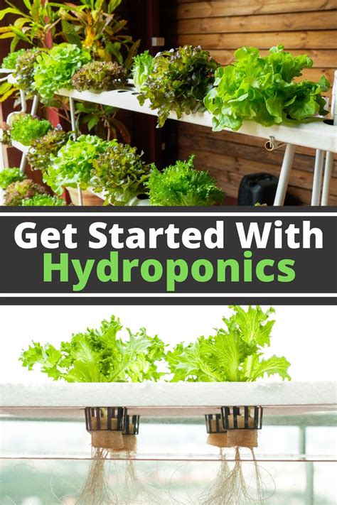 Hydroponics Fertilizer: The Ultimate Guide to Growing Plants in Water