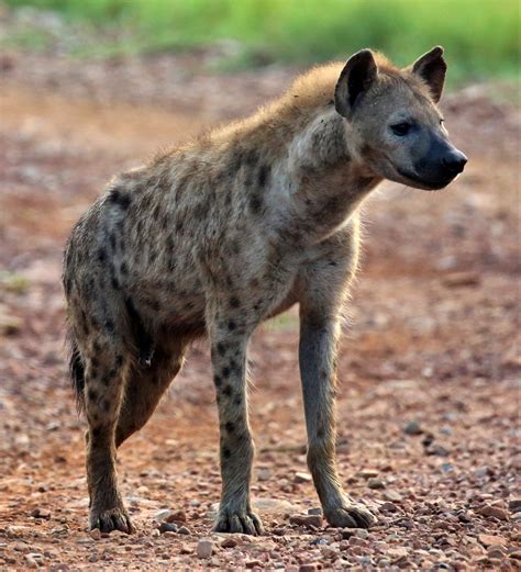 Hyena Reader