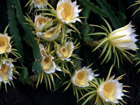 Hylocereus undatus: