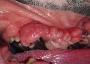 Hyperplasia of Gums in Dogs: A Comprehensive Guide