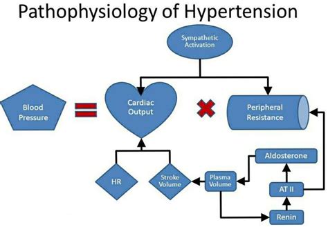 Hypertension and Stroke Pathophysiology and Treatment Kindle Editon