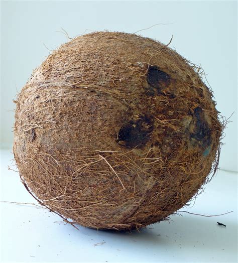 I've Got a Lovely Bunch of Coconuts: The Multifaceted Applications of a Tropical Wonder