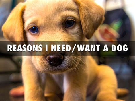 I Want a Dog Doc