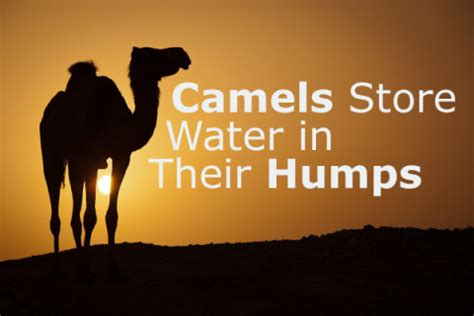 I Wonder… Does A Camel Store Water In Its Hump 15-Minute Books Book 755 Doc