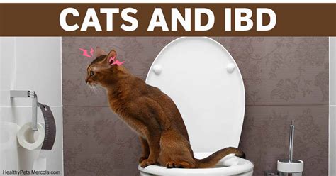 IBS in Cats: A Common Problem with Unique Treatment Options