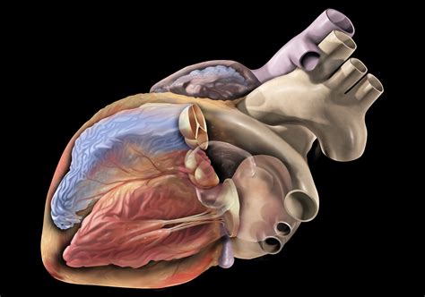 ICD-10 Decreased Platelets: A Comprehensive Guide to D69.6