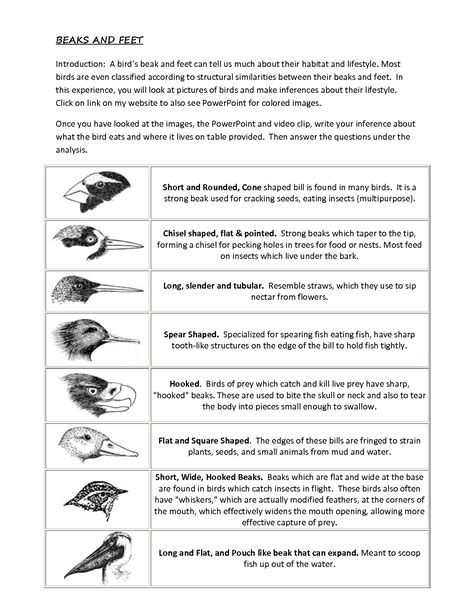 IDENTIFYING ADAPTATIONS IN BIRDS ANSWER KEY Ebook Reader
