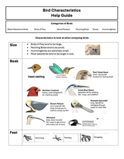 IDENTIFYING ADAPTATIONS IN BIRDS ANSWER KEY Ebook Reader