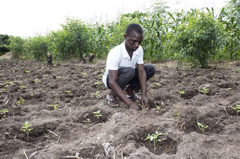 IFDC: Empowering Global Agriculture with Science-Based Fertilizer Solutions