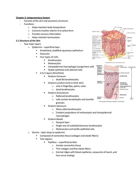 INTEGUMENTARY DISORDERS ANSWER KEY Ebook Doc