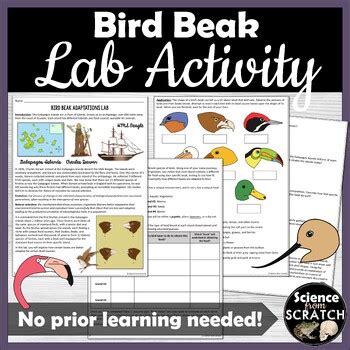 INVESTIGATING BIRD BEAK ADAPTATIONS LAB ACTIVITY ANSWERS Ebook Doc