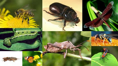 Identification and Management of Horticulture Pests Reader
