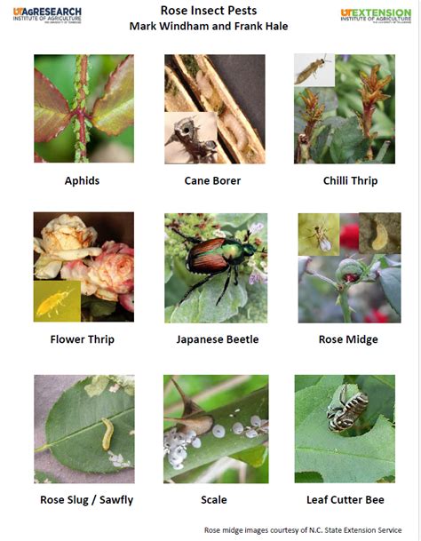 Identification and Management of Horticulture Pests Kindle Editon