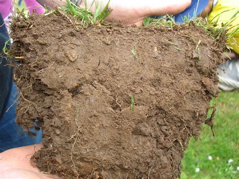 Identify Soil Needs: