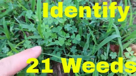 Identify the weeds in your lawn.