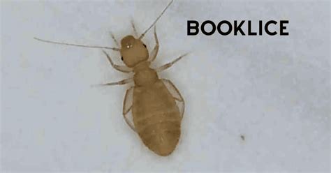 Identifying Booklice