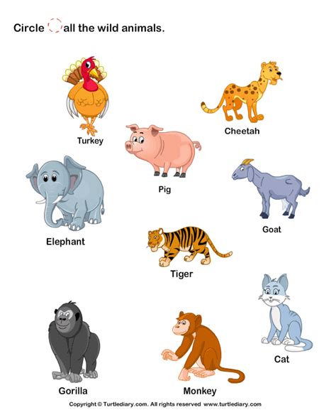 Identifying Different Animals