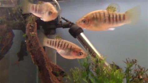 Identifying Livebearers