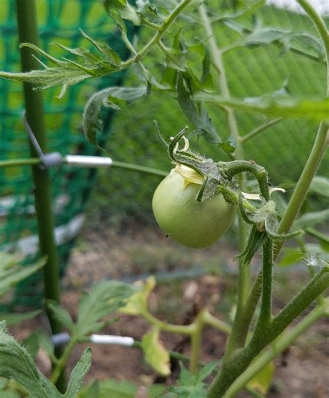 Identifying Over-Fertilized Tomatoes: A Guide to Visual Clues