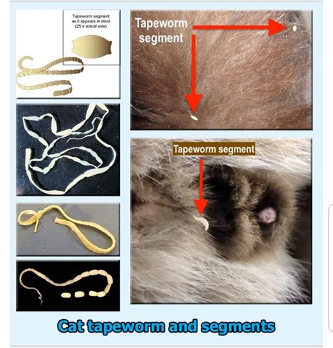 Identifying Tapeworms in Cats