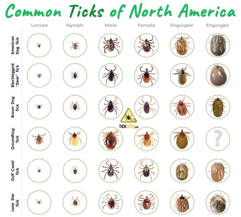 Identifying Ticks