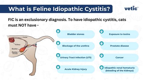 Idiopathic Cystitis in Cats: A Guide to Symptoms, Diagnosis, and Treatment