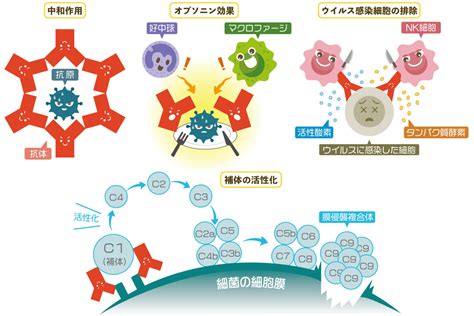 IgAによる自己免疫疾患の理解と対処法