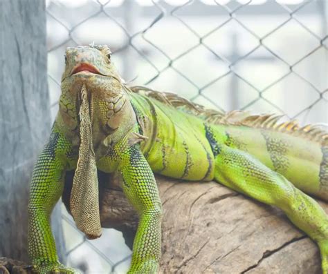 Iguana Noise: 10001 Facts That Will Make You Want an Iguana As a Pet