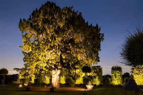 Illuminate trees: