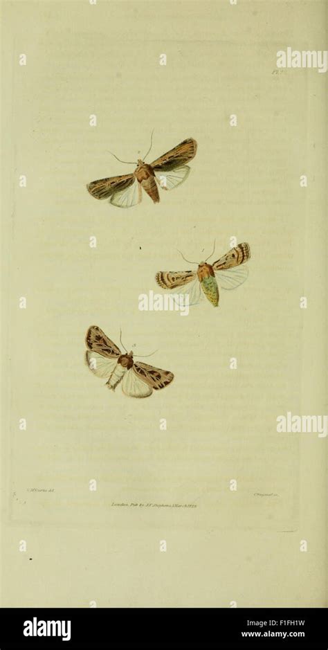 Illustrations of British Entomology Doc