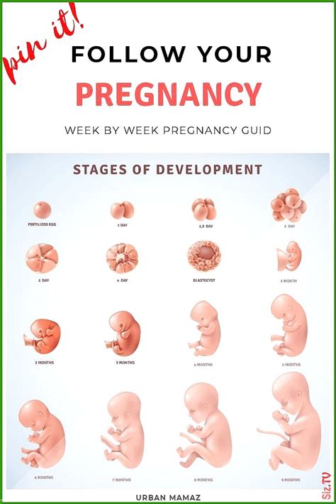 Im Pregnant! A Week-by-Week Guide from Conception to Delivery Epub