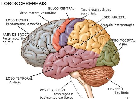 Imagens do Cérebro: Um Guia Completo para Entender a Estrutura e a Função do Órgão Mais Fascinante