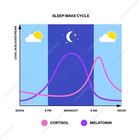 Immature sleep-wake cycle: