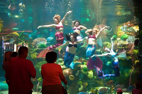 Immerse Yourself in Underwater Wonders: The Enchanting Aquarium at Silverton Casino