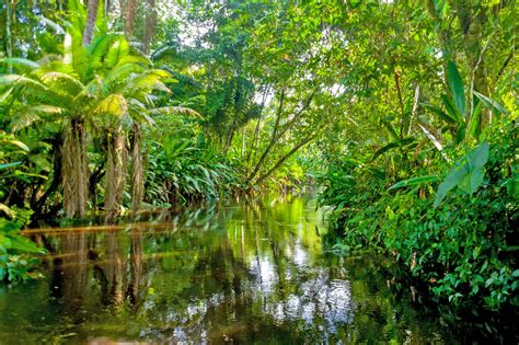 Immerse Yourself in the Rich Biodiversity of Amazonia